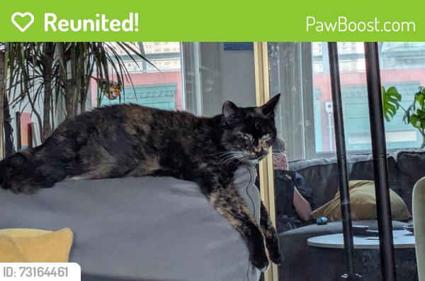 Reunited Female Cat last seen Vallejo & Powell, heading down the hill, San Francisco, CA 94133