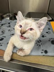 Shelter Stray Female Cat last seen Near BLOCK W SPUR CIR, 4522 W 3500 S, West Valley City, UT 84120, USA