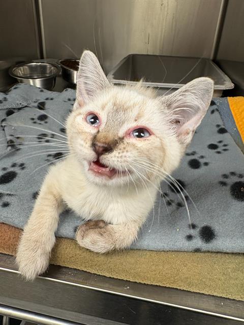 Shelter Stray Female Cat last seen Near BLOCK W SPUR CIR, 4522 W 3500 S, West Valley City, UT 84120, USA