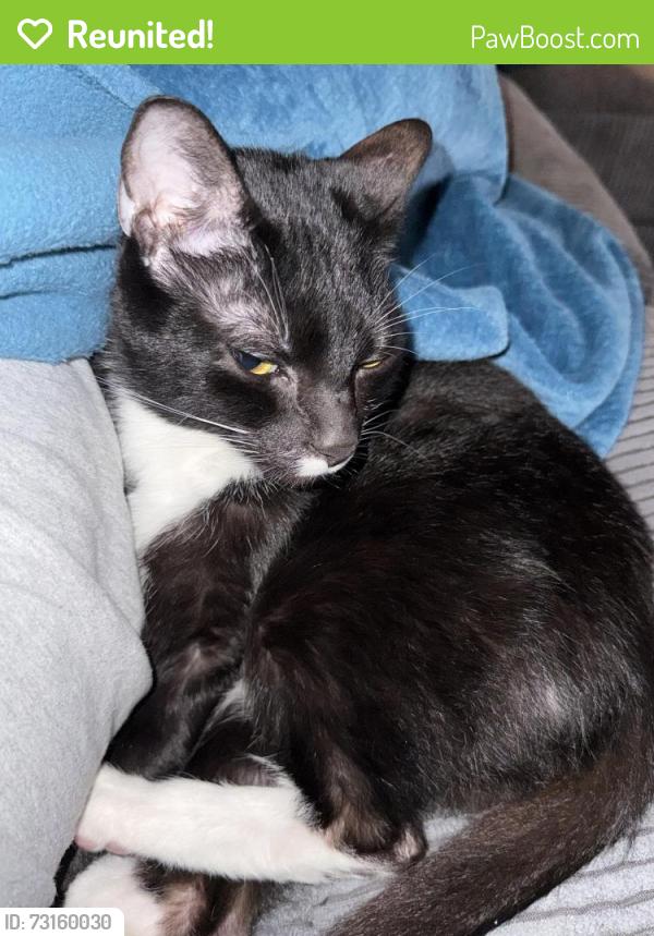 Reunited Male Cat last seen Palmetto Row s, Summerville, SC 29485