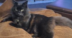 Lost Female Cat last seen Rippling Fields Dr and Smokehollow Dr 77064, Houston, TX 77064