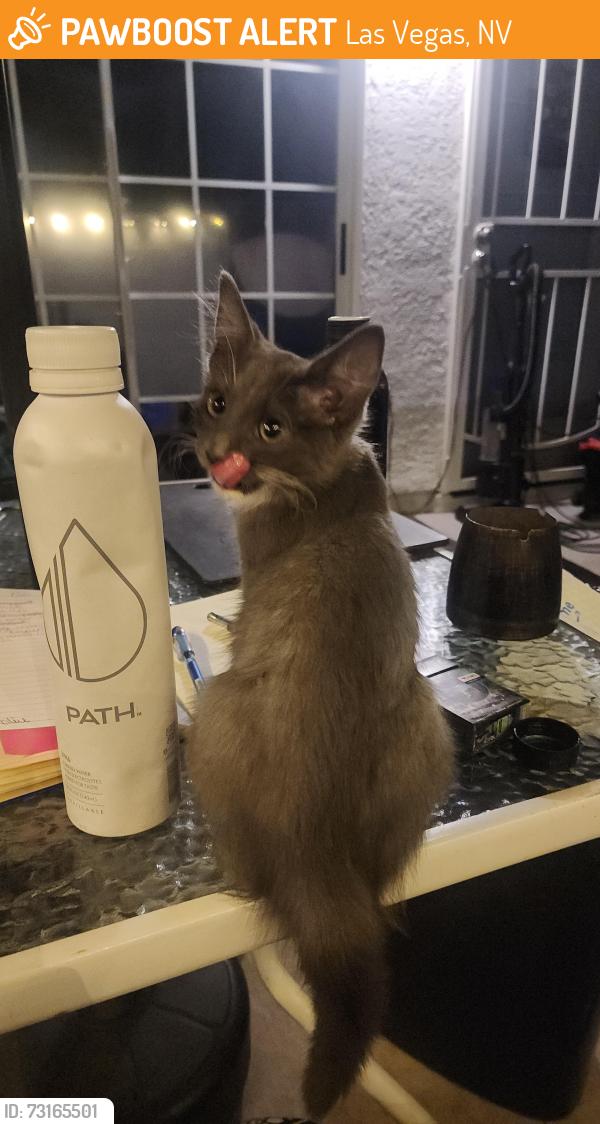 Found/Stray Unknown Cat last seen Bavington court clbh, Las Vegas, NV 89108