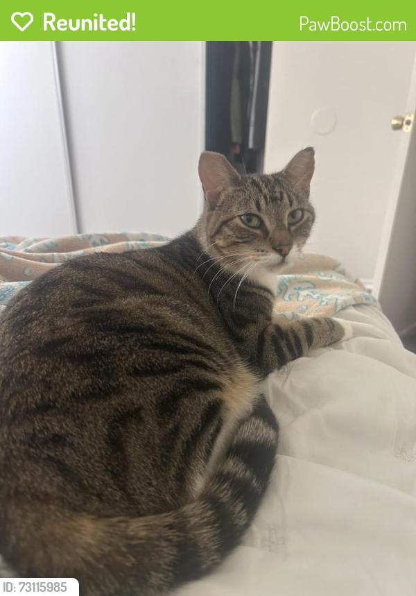 Reunited Female Cat last seen Challenger Way, Lancaster, CA 93535