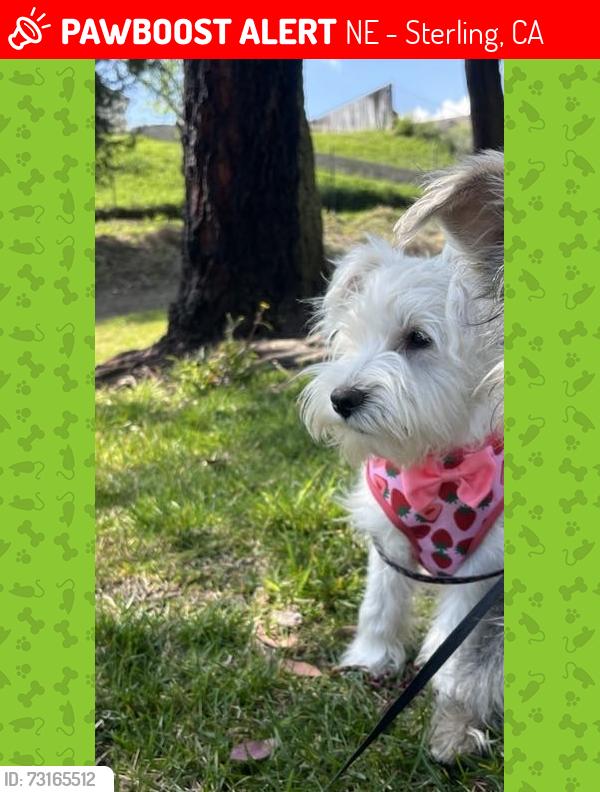 Lost Male Dog last seen Osbun and eureka, NE - Sterling, CA 92404