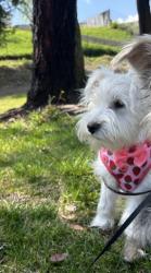 Lost Male Dog last seen Osbun and eureka, NE - Sterling, CA 92404