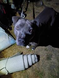 Found/Stray Male Dog last seen 84st and ainsworth, Tacoma, WA 98444