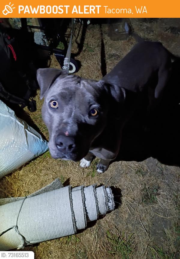 Found/Stray Male Dog last seen 84st and ainsworth, Tacoma, WA 98444