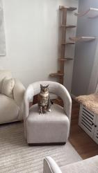 Lost Male Cat last seen Woodlands of Miami, Miami, FL 33161