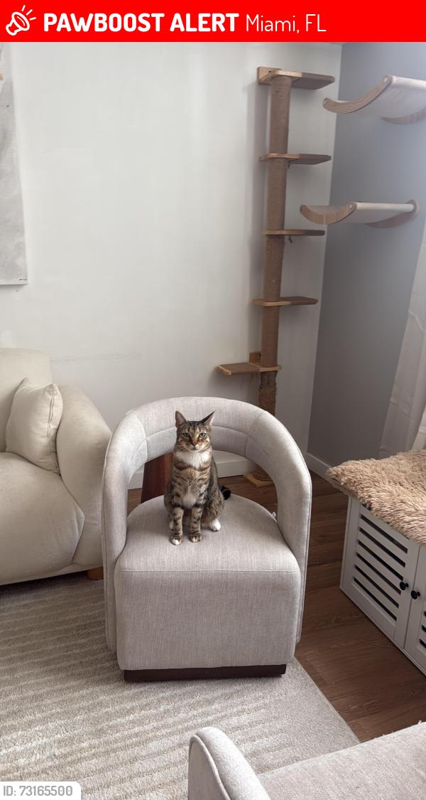 Lost Male Cat last seen Woodlands of Miami, Miami, FL 33161