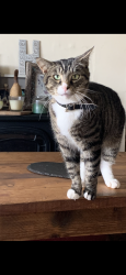 Lost Male Cat last seen near vinegar hill, Undy, Wales 
