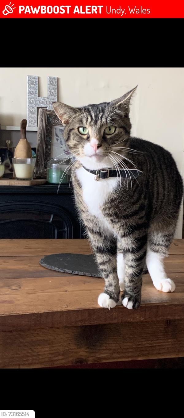 Lost Male Cat last seen near vinegar hill, Undy, Wales 