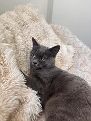 Reunited Female Cat last seen Crookston Road Reservoir, Reservoir, VIC 3073