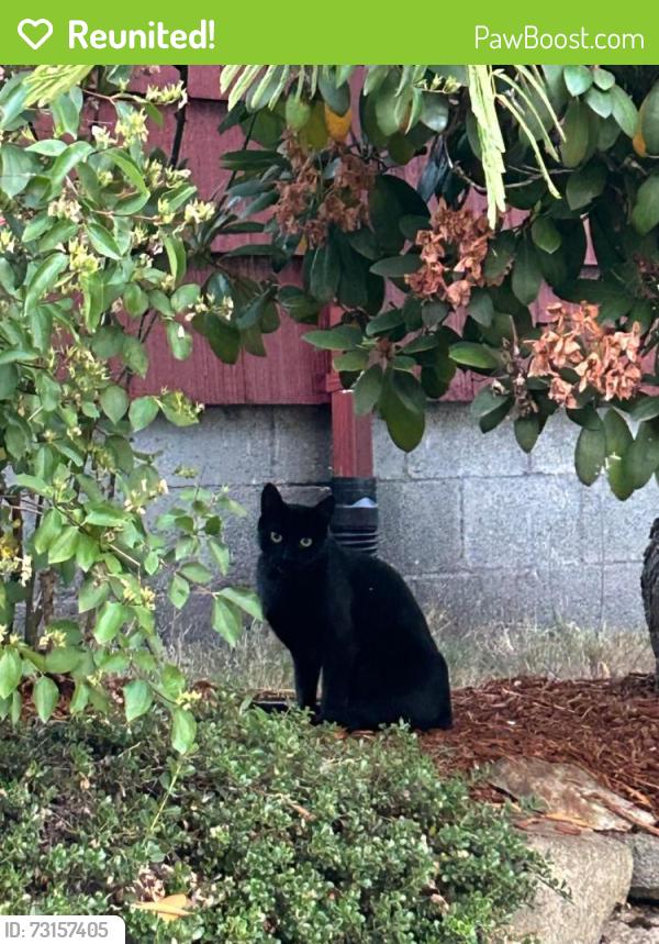 Reunited Male Cat last seen Chief Sealth Trail near S Dawson St & 24th Pl S in Beacon Hill., Seattle, WA 98108