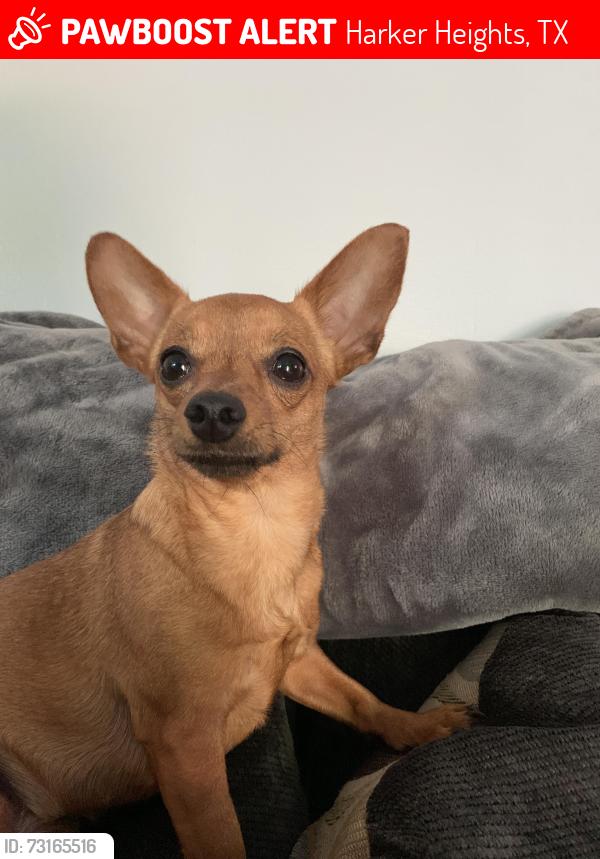 Lost Female Dog last seen Olive lane and Green Meadows, Harker Heights, TX 76548