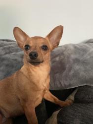 Lost Female Dog last seen Olive lane and Green Meadows, Harker Heights, TX 76548