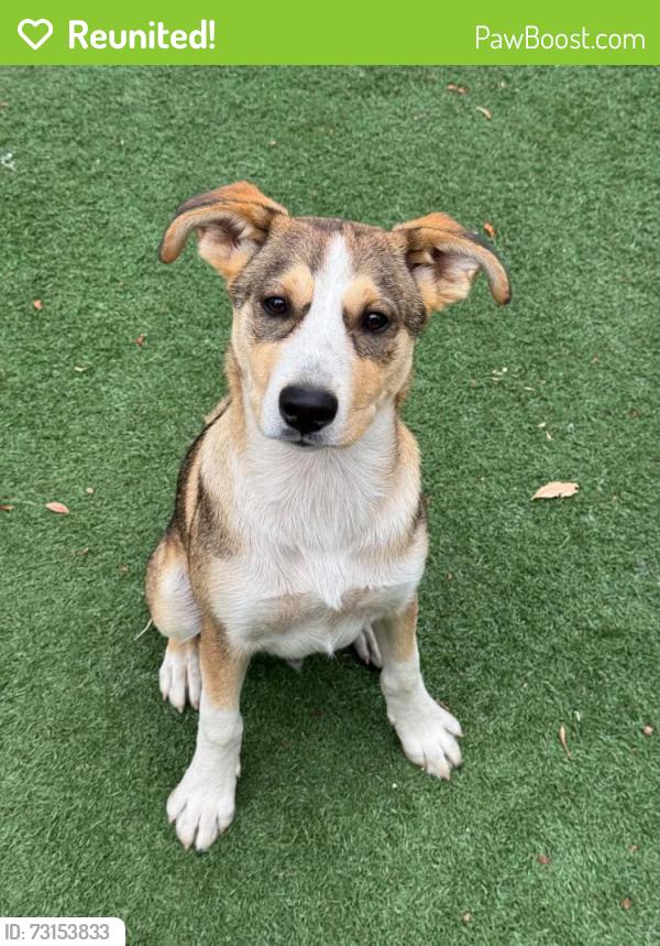 Reunited Male Dog last seen san dimas, Azusa, CA 91702