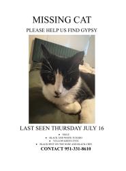 Lost Male Cat last seen Cherry hills blvd, Menifee, CA 92586