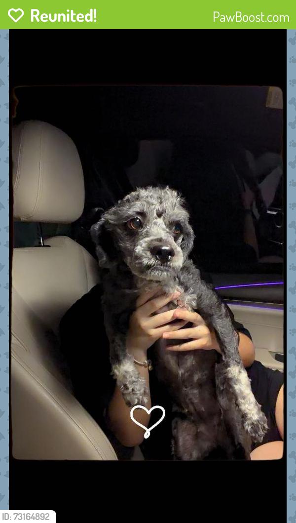 Reunited Female Dog last seen Lindsay and brown, Mesa, AZ 85213