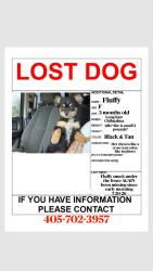 Lost Female Dog last seen Near sw 37th st, Oklahoma City, OK 73119
