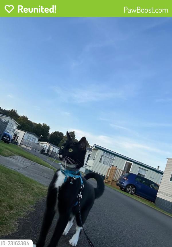 Reunited Male Cat last seen Bridgeton, Calton, Scotland G40 2HY