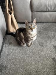 Lost Female Cat last seen Low Mill Villas Blaydon, Blaydon, England 