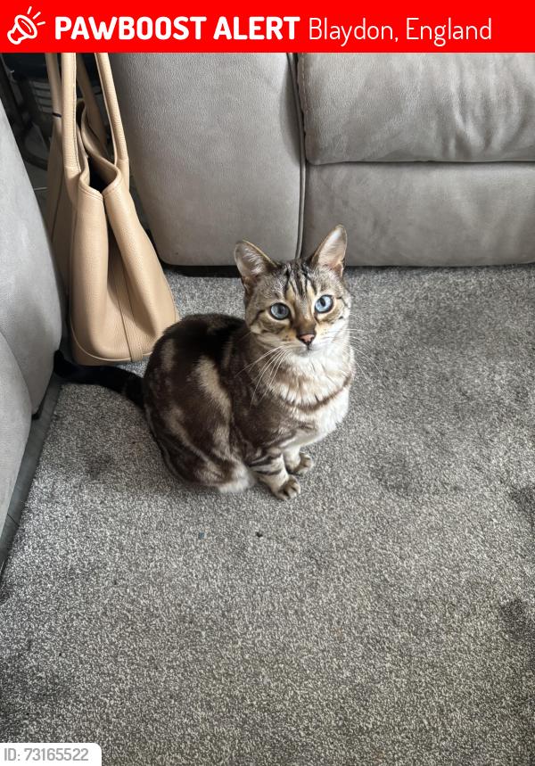 Lost Female Cat last seen Low Mill Villas Blaydon, Blaydon, England 