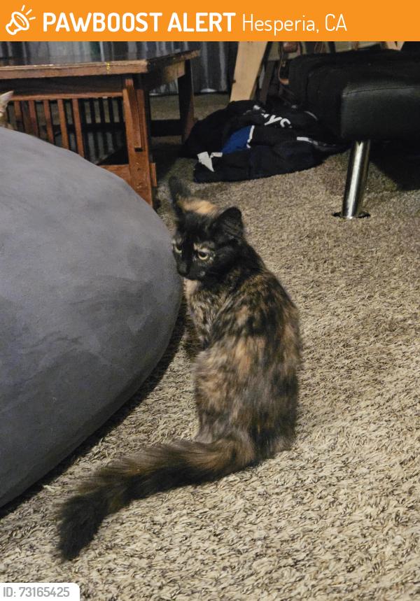 Found/Stray Unknown Cat last seen Near Maple Ave, Hesperia, CA 92344, Hesperia, CA 92344