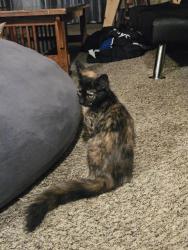 Found/Stray Unknown Cat last seen Near Maple Ave, Hesperia, CA 92344, Hesperia, CA 92344