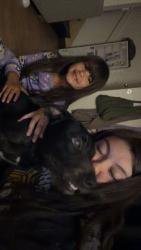 Reunited Male Dog last seen Near mt Whitney. Tulare & court, Visalia, CA 93277