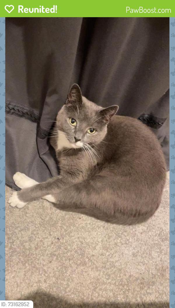 Reunited Male Cat last seen Outside356 Hale End Road, Greater London, England E4 9PT