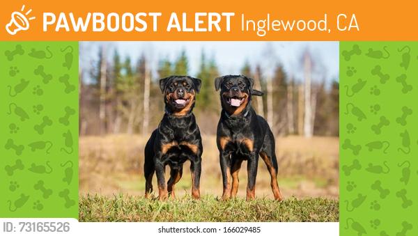 Found/Stray Unknown Dog last seen Kia forum, Inglewood, CA 90305