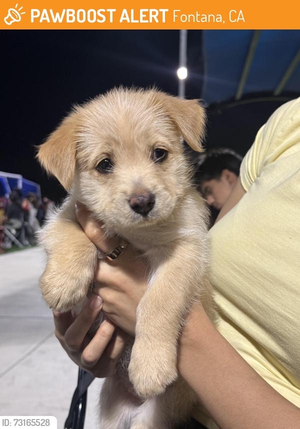 Found/Stray Female Dog last seen Fontana, Fontana, CA 92335