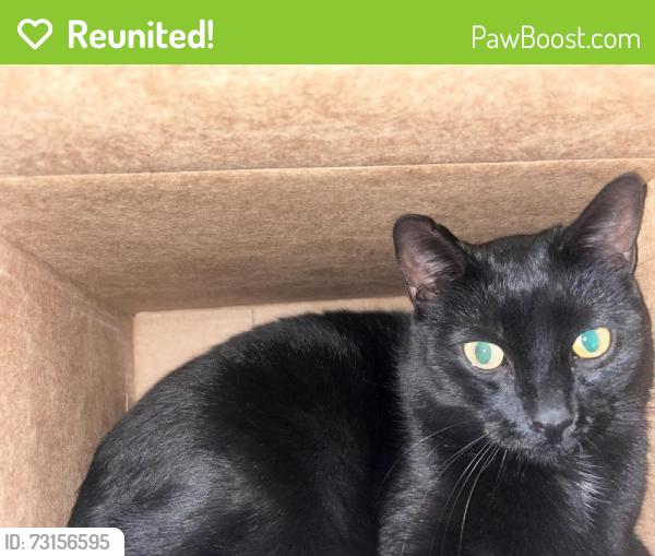 Reunited Male Cat last seen Near W 4700 S, West Valley City, UT 84118