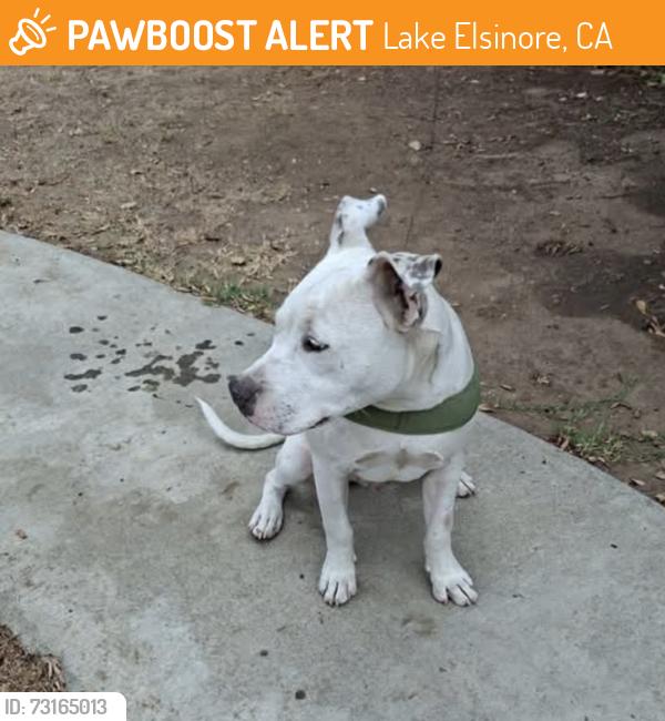Found/Stray Male Dog last seen Haffey Farms, Lake Elsinore, CA 92530