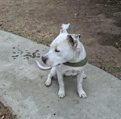 Found/Stray Male Dog last seen Haffey Farms, Lake Elsinore, CA 92530