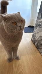 Lost Female Cat last seen Near mount pleasant road, nw10, Greater London, England NW10 3EL