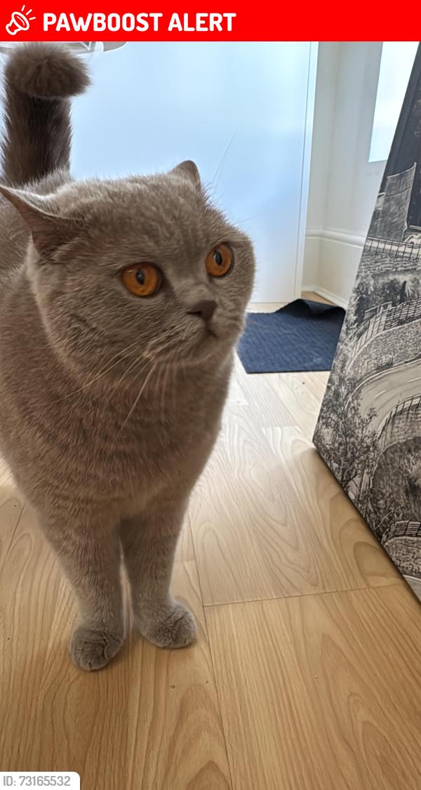 Lost Female Cat last seen Near mount pleasant road, nw10, Greater London, England NW10 3EL