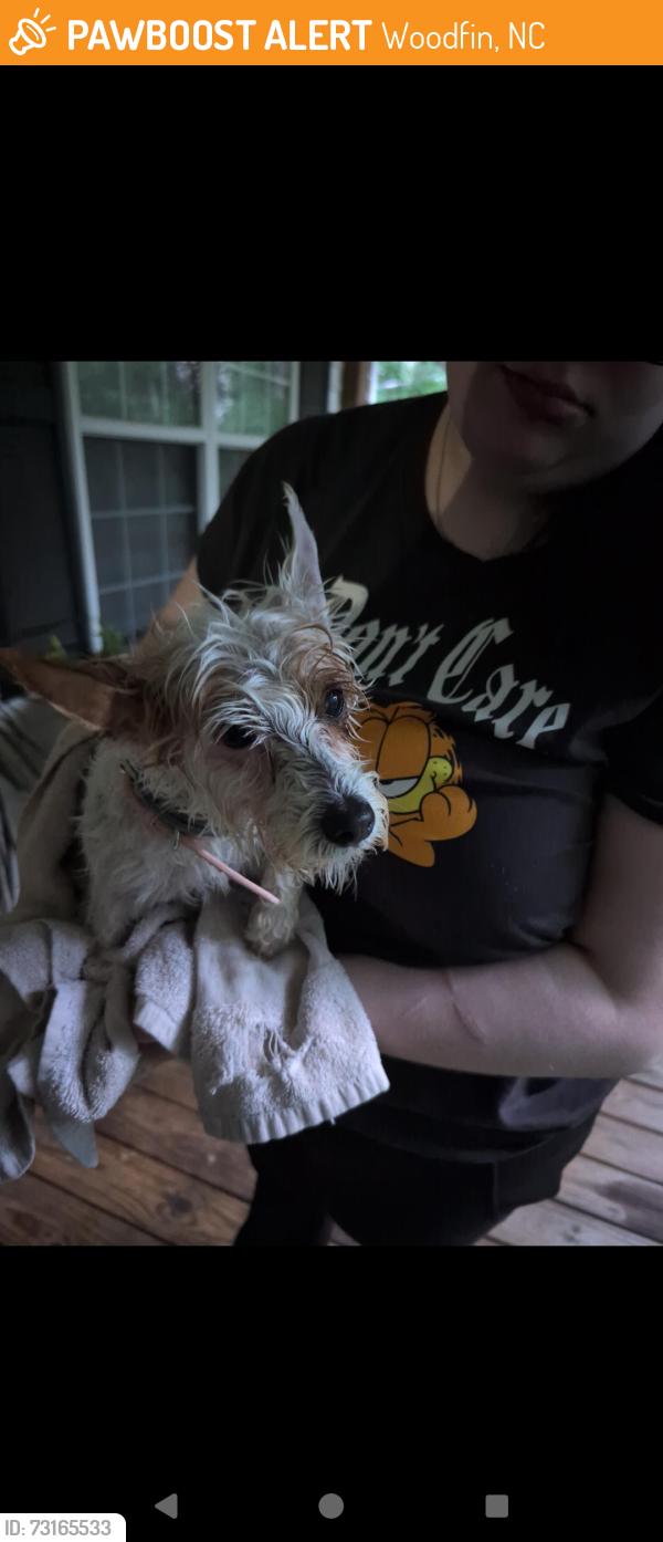 Found/Stray Female Dog last seen Bannister and River Rd, Woodfin, NC 28804