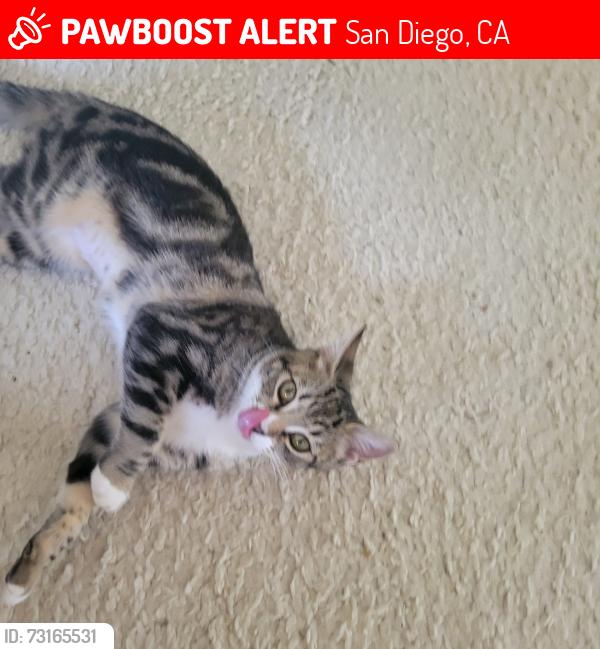 Lost Female Cat last seen La Jolla Mesa Drive, San Diego, CA 92037