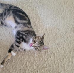 Lost Female Cat last seen La Jolla Mesa Drive, San Diego, CA 92037