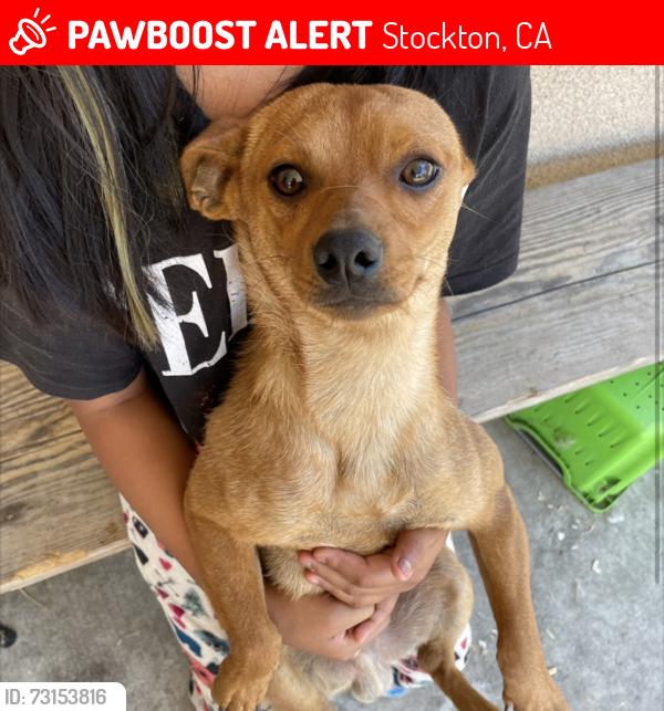 Lost Male Dog last seen E Sonora St, Stockton, CA 95206