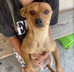 Lost Male Dog last seen E Sonora St, Stockton, CA 95206