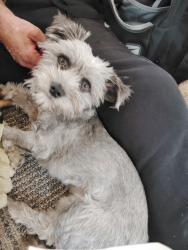 Lost Male Dog last seen City college, San Diego, CA 92101