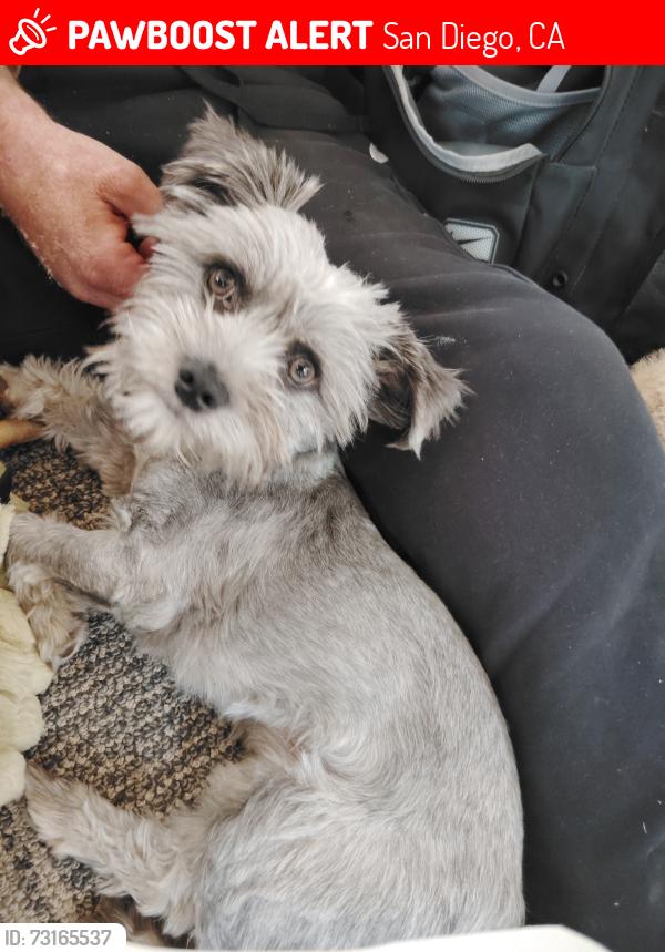 Lost Male Dog last seen City college, San Diego, CA 92101
