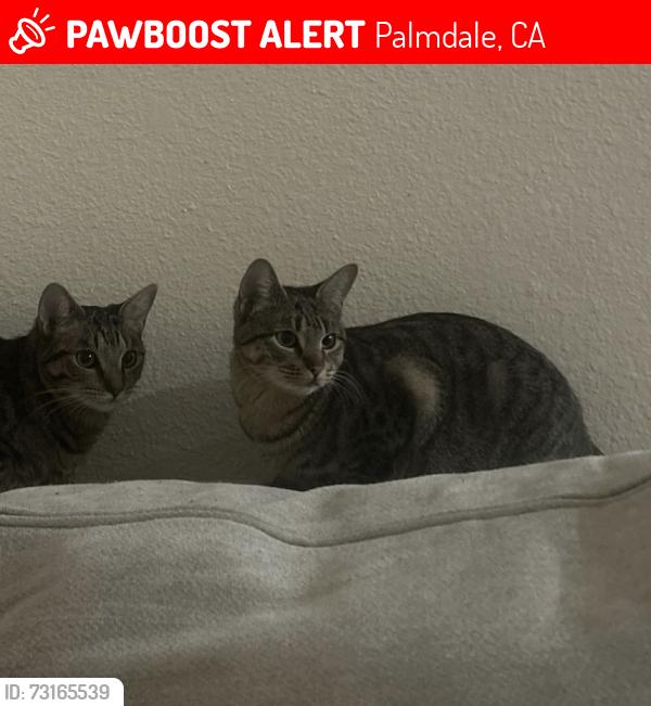 Lost Female Cat last seen Cisero dr & hillcrest dr, Palmdale, CA 93552