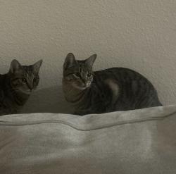 Lost Female Cat last seen Cisero dr & hillcrest dr, Palmdale, CA 93552