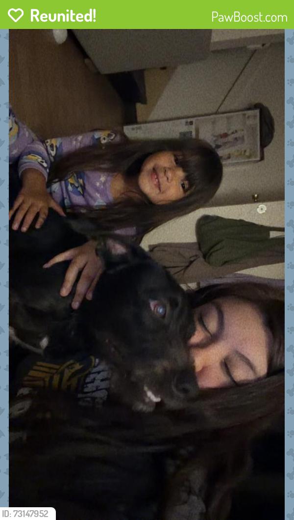 Reunited Male Dog last seen Near mt Whitney. Tulare & court, Visalia, CA 93277