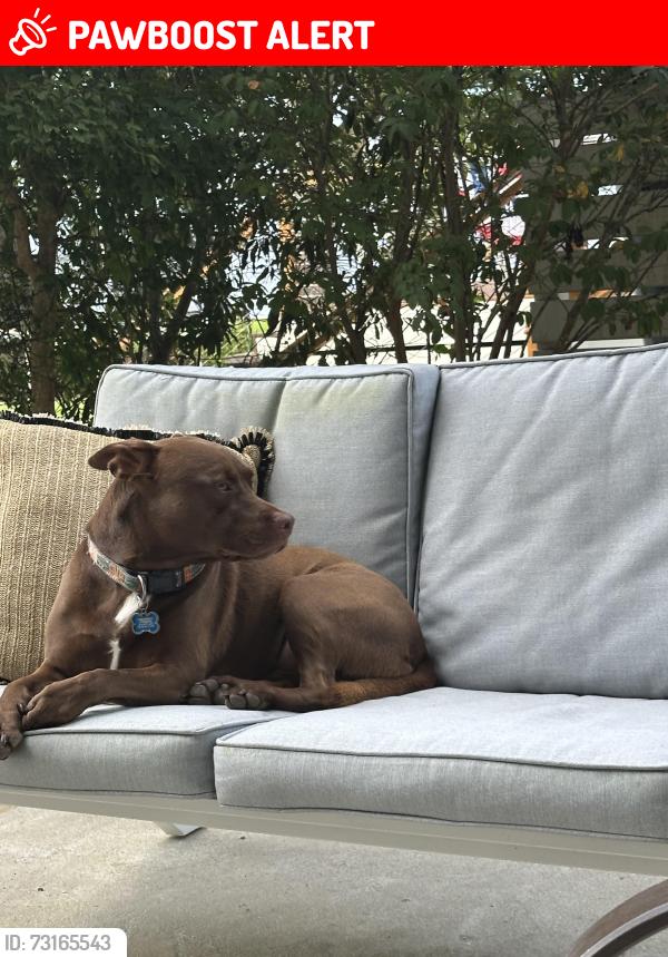 Lost Male Dog last seen Near south 83, Santa Rosa Beach, FL 32459