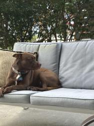 Lost Male Dog last seen Near south 83, Santa Rosa Beach, FL 32459