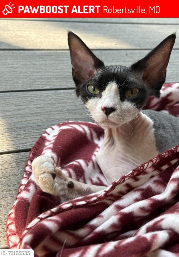 Lost Female Cat last seen HH near Calvey Creek Rd, Robertsville, MO 63072